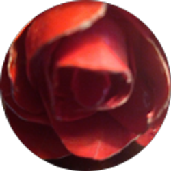 Profile photo of Kim Ledesma