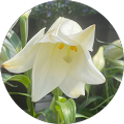 Profile photo of Savannah Roberts