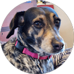 Profile photo of bob lanum