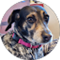 Profile photo of bob lanum