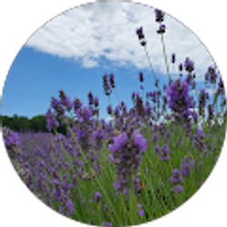 Profile photo of Wei Song