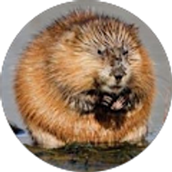 Profile photo of Muskrat 5oup