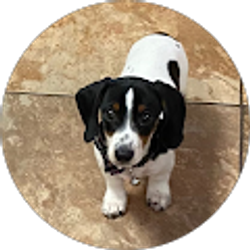 Profile photo of Elmer TheIntern