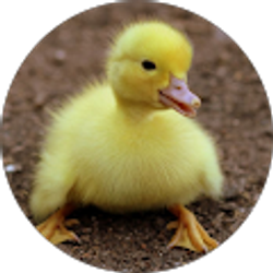 Profile photo of ThisDuckyIsLucky