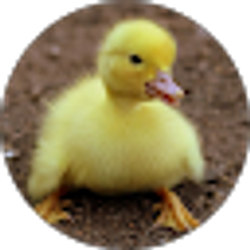 Profile photo of ThisDuckyIsLucky