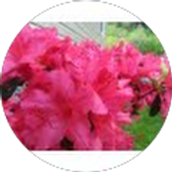 Profile photo of Linda Roop