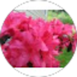 Profile photo of Linda Roop