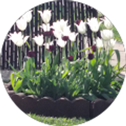 Profile photo of Darlene Washington