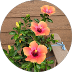 Profile photo of Wendy I Bushby