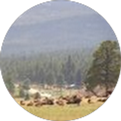 Profile photo of Richard Friebus