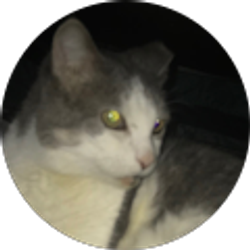 Profile photo of Kim “pro picture:my cat” Patel