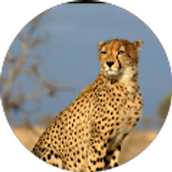 Profile photo of Huy Luong