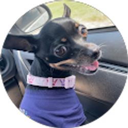 Profile photo of Brianna Barbontin