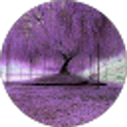 Profile photo of A