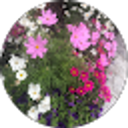 Profile photo of Judy Chong-Nakamura