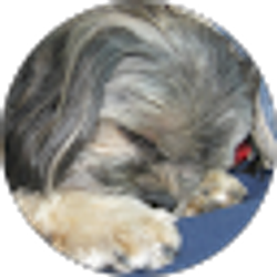 Profile photo of Shari Rietveld