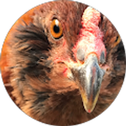 Profile photo of Christine Rabeneck