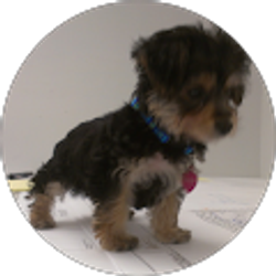 Profile photo of BruiserD49 Guitar