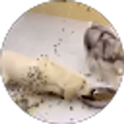 Profile photo of tigerangal Yt