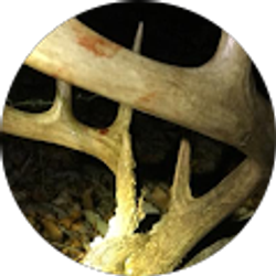 Profile photo of Kirk Tatro