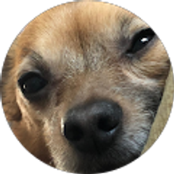 Profile photo of Travis Loyola