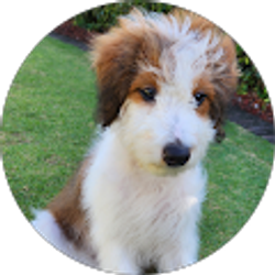 Profile photo of D Ma