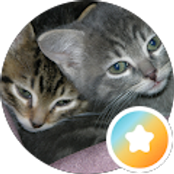 Profile photo of Kris Wells