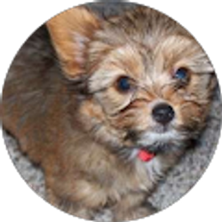 Profile photo of James Garcia