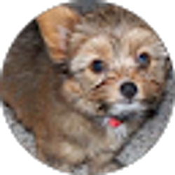 Profile photo of James Garcia