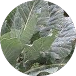 Profile photo of Lindell Burrell