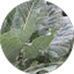 Profile photo of Lindell Burrell