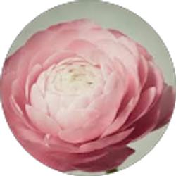 Profile photo of Jacqueline Hillier Valdez