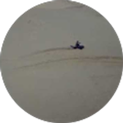 Profile photo of shacrm