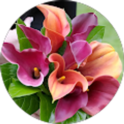 Profile photo of Elizabeth Kline