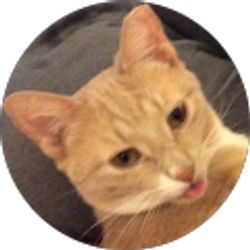 Profile photo of David Ryan