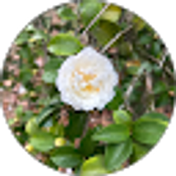 Profile photo of Crina Zenovia