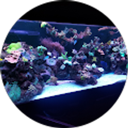 Profile photo of Boston Coral