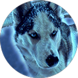 Profile photo of Curt Maki