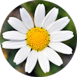 Profile photo of Hannah Barrientos