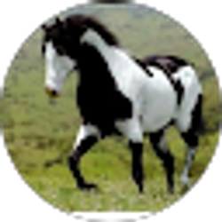 Profile photo of lorena garcia