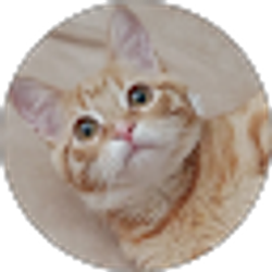 Profile photo of Vi Cáo