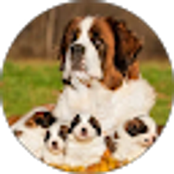 Profile photo of Susan Haggerty