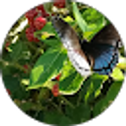 Profile photo of Pamela Dennis Stoots