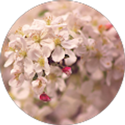 Profile photo of Mae Sch