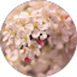 Profile photo of Mae Sch