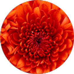 Profile photo of DME729