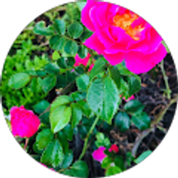 Profile photo of laura McClellan