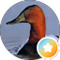 Profile photo of SHAWN SCOGGS