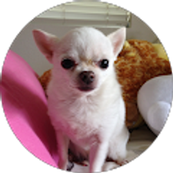 Profile photo of Ronnie Harada