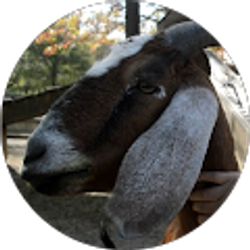 Profile photo of Saleh Bleha